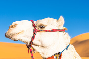 Blue eyed white dromedary camel. Side profile  head shot portrait in a low angle view on the Sahara Desert of Taghit, Algeria with a blurred orange color sand dune and blue clear sky in background.