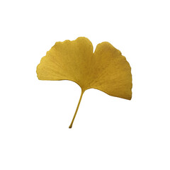Yellow fresh ginkgo leaf isolated, medicinal organic plant close-up, clipping path cutout object, eco-friendly environment concept