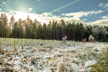 Neue Beforstung im Eifel Wald