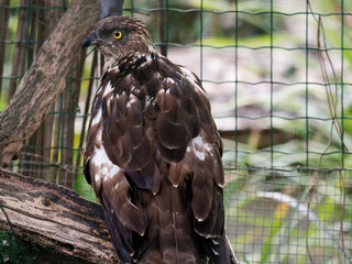 an immature European honey buzzard (Pernis apivorus) rescued and resting in a wildlife rescue center. Perched and trying to recover from its wounds.