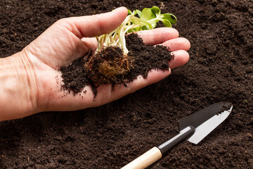 Seedling with soil on hand. Small garden shovel on the soil.