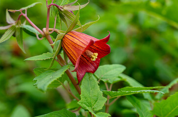 Die Kanarische Glockenblume, Bicácaro, Canarina canariensis - schöne endemische Blume im Anaga...