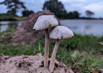 Bracket rot Fungi found in forest