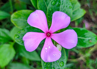 Purple Periwinkle