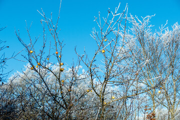 Gefrorene Baumkronen