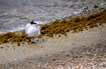 black headed gull on the beach