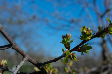 Small cherry buds on a tree branch. Spring has come to the garden.