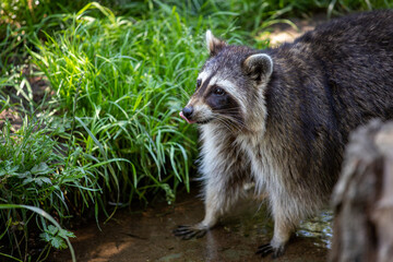 Portrait of common raccoon testing the river water