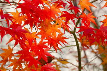 紅葉と白い背景