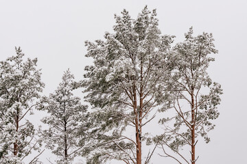 Trees covered with snow