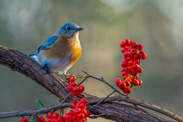 Male Eastern Bluebird Perched on Tree Branch with Red Berries