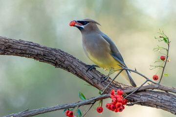 Cedar Waxwing (Bombycilla cedrorum) Perched on Tree Branch eating red berry