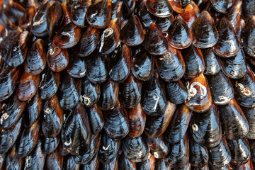 Mussels Background as a raw mussel seafood symbol as a fresh shellfish cuisine ingredient.
