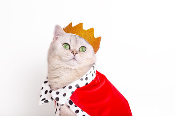 Close up of white cat in a golden crown and red mantle, sitting on a white background