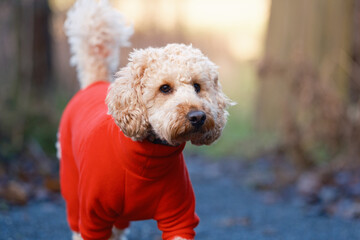 Cockapoo dog in red fleece outdoors in park