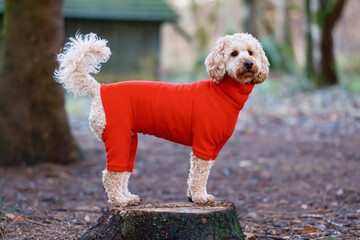 Cockapoo dog in red fleece outdoors in park