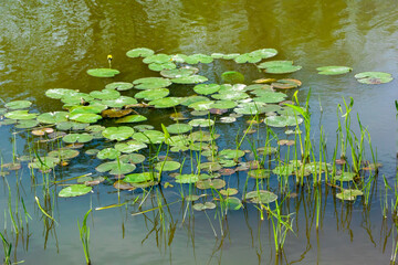 Water Lilies With Yellow Flowers And Lily Pads On The Local Pond In Spring
