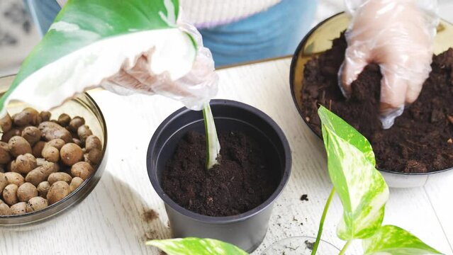 a woman transplants a houseplant sprout into the pot. Scindapsus golden.
