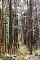 Obraz premium Path in the spring forest