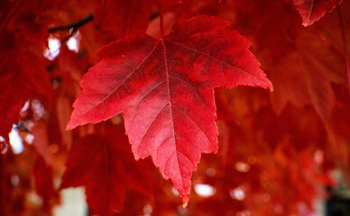 red maple leaves
