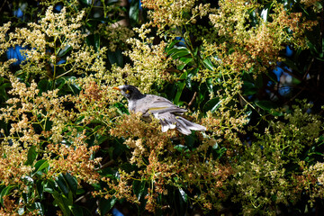 Australian Noisy Miner (Manorina melanocephala)