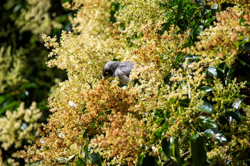 Australian Noisy Miner (Manorina melanocephala)
