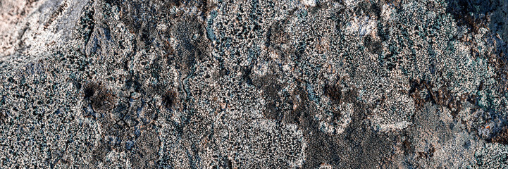 Natural texture of a stone covered with lichen. Lichenes patterns on a rock surface. Natural background. Closeup top view. The nature of the Arctic. Polar region.