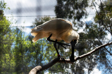 Royal Spoonbill (Platalea regia)