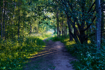 Russia. Moscow. Evening paths of the Bitsevsky forest