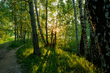 Russia. Moscow. Evening paths of the Bitsevsky forest