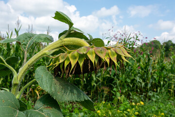Sunflower hanging its head in the garden.