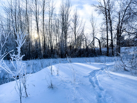 Winter Canada Snow Peace River Frost Frosty Cold Perfect Day Blue Bird Sky