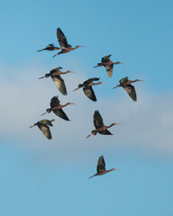 birds in flight