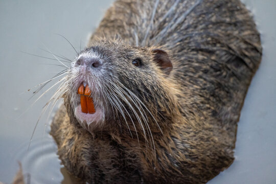 Close up of a nutria swimming.