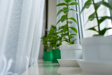 Flowers on the windowsill