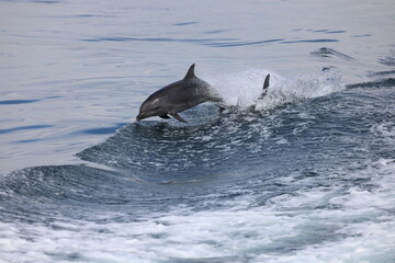 Obraz premium dolphin jumping, bottlenose