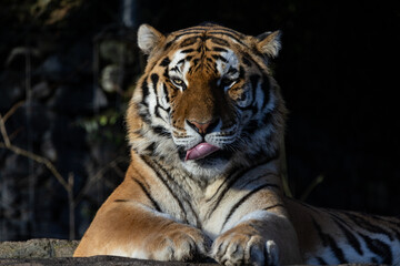 Fototapeta na wymiar The tiger (Panthera tigris) is a big cat found in Asia. The tiger has a beautiful fur.