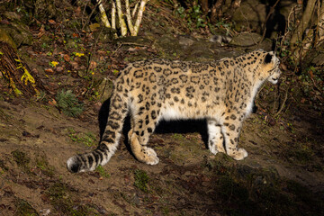 Snow leopards are found in the Altai, Tian Shan, Kunlun Mountains, Pamir, Hindu Kush, Karakorum and Himalayas and are excellent hunters.