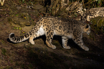 Snow leopards are found in the Altai, Tian Shan, Kunlun Mountains, Pamir, Hindu Kush, Karakorum and Himalayas and are excellent hunters.