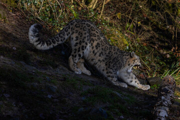 The snow leopard, irbis or ounce (Panthera uncia) is a big cat (Pantherinae) of the Central Asian high mountains. It's getting ready to attack.