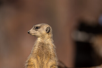 A cute little meerkat is on the lookout for danger. Meerkats often live together in large groups...