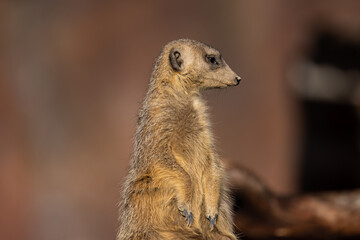 Naklejka na ściany i meble A meerkat would stalk around and would alert the group if there was any danger. A cute little animal.