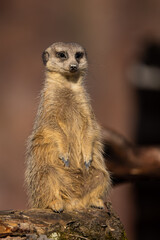 Fototapeta premium A meerkat would stalk around and would alert the group if there was any danger. A cute little animal.