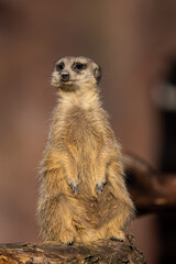 Fototapeta premium A meerkat would stalk around and would alert the group if there was any danger. A cute little animal.