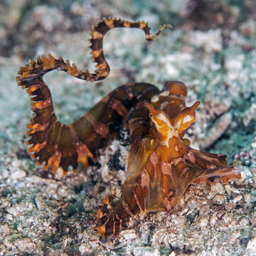 Wunderpus octopus (Wunderpus photogenicus)  Octopuses (Octopodidae) Indonesia, 20 cm.  ID: reddish.