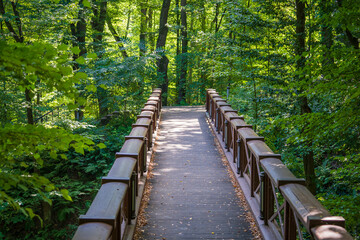 Wooden bridge in the summer forest with green trees in nature background