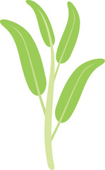 Herbal sage icon flat vector. Herb plant. Leaf aromatic isolated