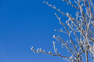 Frosty branches in winter against the clear blue sky.