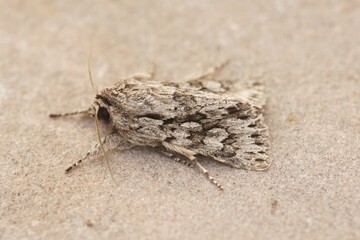 Closeup on an Early Grey owlet moth, Xylocampa areola sitting isolated on a stone