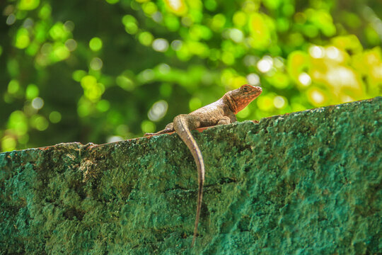 Lagartija sobre pared&oacute;n en un fondo verde de naturaleza, con colores vivos.